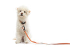 Locking Martingale Collar