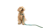Locking Martingale Collar