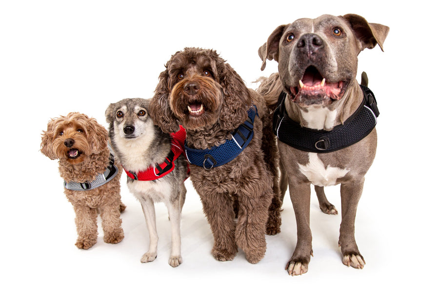 Martingale Calming Harness for dogs