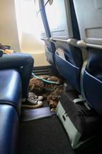 Sleepypod Air