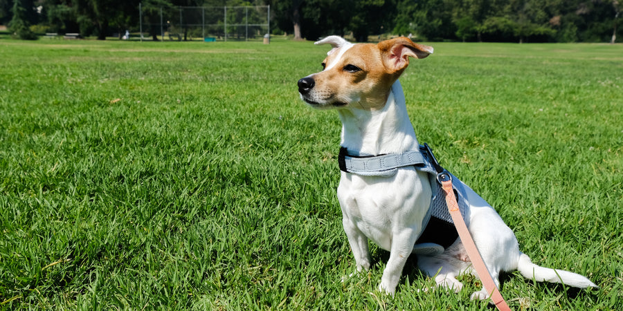 Slim Leash