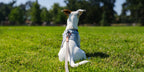 Slim Leash