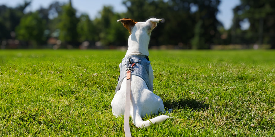 Slim Leash